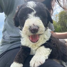 Summer - White and red female Bordoodle puppy in Canfield, Ohio from Poo's Doo's & Inu's