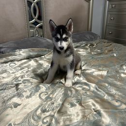Elsa - Black and white Siberian Husky puppy in Southfield, Michigan from Dave’s Huskies