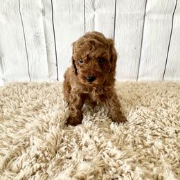 Firework (AKC) - Red  male Poodle puppy in Riverside, California from Red Toy Poodle World
