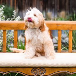 Ava - Australian Labradoodle