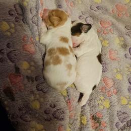 Penny Lane - Piebald female Dachshund puppy in Pocasset, Massachusetts from Dachs of the Bay