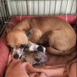 Chihuahuas and Toy Australian Shepherds from TNT Toy Aussies