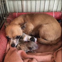 Chihuahuas and Toy Australian Shepherds from TNT Toy Aussies