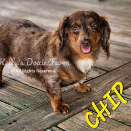 Chip - Dachshund