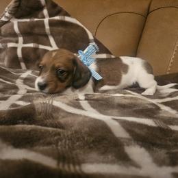 Dachshund Puppies from Arizona Desert Gold Dachshunds