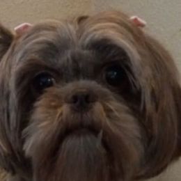 Bernedoodles, Goldendoodles, and Shih Tzus from TrueLine kennels