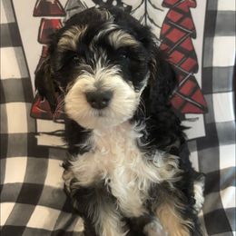 Mackenzie - Tri-color female Bernedoodle puppy in Sparrows Point, Maryland from Rosie’s Puppies