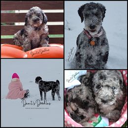 Goldendoodle, Labradoodle, Poodle, and Saint Berdoodle Puppies from Dent’s Doodles