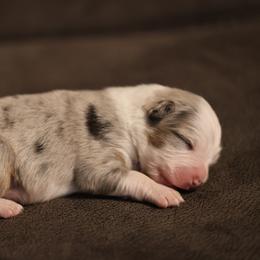 LUKE - Blue merle male Australian Shepherd puppy in Cedar City, Utah from 10-BAR-Y RANCH