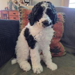 Bea - Black female Poodle puppy in Casa Grande, Arizona from Arizona's Once Upon A Boston and Poodle ❤️