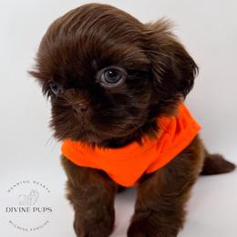 Dio - Liver male Shih Tzu puppy in League City, Texas from Divine Pups