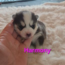 Harmony - Black and white female Pomsky puppy in Coatesville, Pennsylvania from Peaceful Pomskys