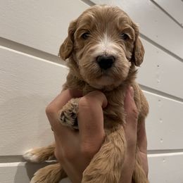 Goldendoodle Puppies from Our Golden Willow