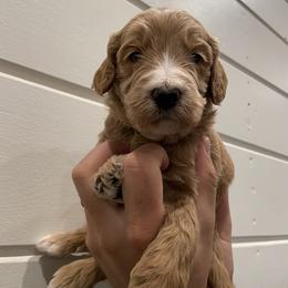 Goldendoodle Puppies from Our Golden Willow