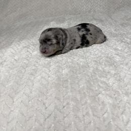 Boy 1 - male Dachshund puppy in Blackfoot, Idaho from 208 Weenies