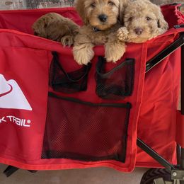 Goldendoodle and Poodle Puppies from Duffey’s IncrediDoodles