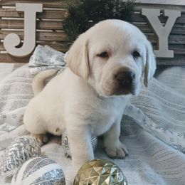Labrador Retrievers from AKC White English Labrador Pups