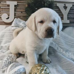 Labrador Retrievers from AKC White English Labrador Pups