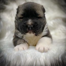 Caucasian Shepherd Dog Puppies from Sila V Krovi