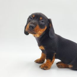 Dachshund Puppies from AKDachshunds