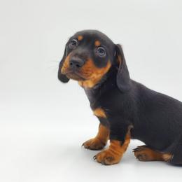 Dachshund Puppies from AKDachshunds