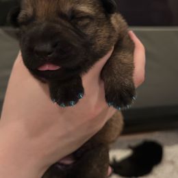 Boy 3 - Sable male German Shepherd puppy in Murrieta, California from Von Plateau