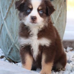 Macey - Red tri female Miniature Australian Shepherd puppy in Goliad, Texas from Sassy Lil Aussies and Diamond W Poodles