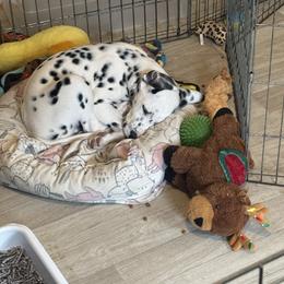Dalmatian puppies from Hapi-Dal Dalmatians and Primetime Whippets