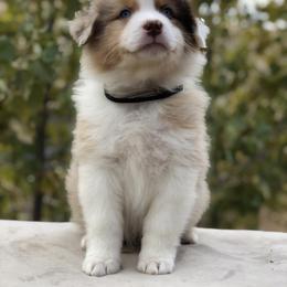 Boy 1 - Australian Shepherd puppy from Northwest Rainbow Aussies and Golden Retrievers