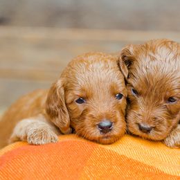 Goldendoodle Puppies from Deer Valley Doodles