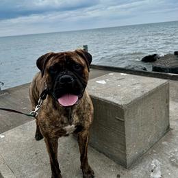 Pine Nut - Red brindle female Bullmastiff puppy in Athens, Georgia from RCS Kennels