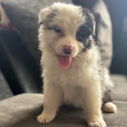 Junior mint - Blue merle female Australian Shepherd puppy in Chaplin, Connecticut from Mystic Moon