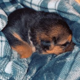 German Shepherd Puppies from JCR Kennels