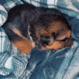 German Shepherd Puppies from JCR Kennels