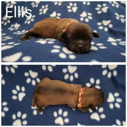 Ellis - Red male Lhasa Apso puppy in Cincinnati, Ohio from Shangri-La Lhasa Apsos