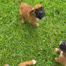 Boxer Puppies from Puppy Patch
