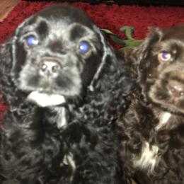 Cocker Spaniel Puppies from Anastasia Knight's Cocker Spaniels