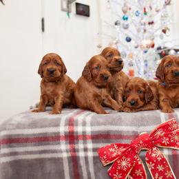 Irish Setters from Hocus Pocus Irish Setters