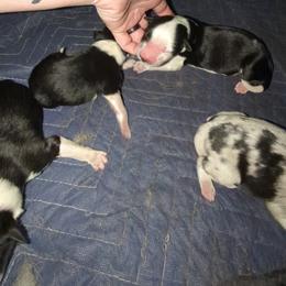 Australian Shepherd and Great Dane Puppies from AEW Farm