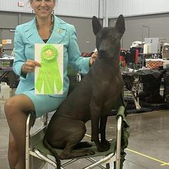 Xoloitzcuintli from Ahuilaca Xoloitzcuintli