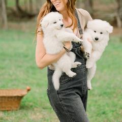 Berger Blanc Suisse Puppies from Edelweiss Berger Blanc Suisse