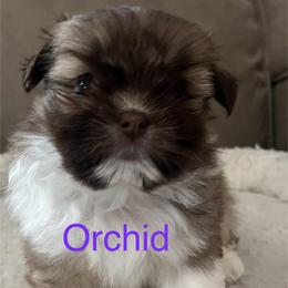 Orchid Shiranian - Fawn female Companion Cross puppy in Avoca, Michigan from Repurposed Paradise Farm