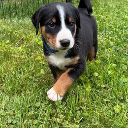 Appenzeller Sennenhund Puppies from HussarRidge