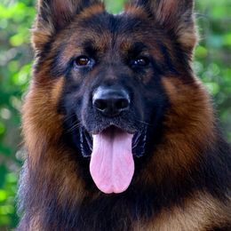 Legado - German Shepherd
