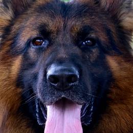 Legado - German Shepherd