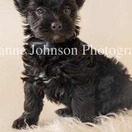 Yorkshire Terrier Puppies from Betterthan Chocolate Yorkies