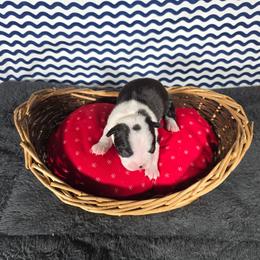 Aubrey - Black and white female Boston Terrier puppy in Millers Creek, North Carolina from Tumbling Shoals Hilltop Bostons