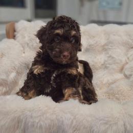 Clyde - Phantom male Bernedoodle puppy in North Royalton, Ohio from Johnson's Doodles