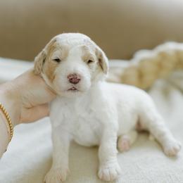 Jan - Parti female Goldendoodle puppy in Hiddenite, North Carolina from Rose and Reid Doodles