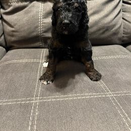 Boy 2 (Socks) - Tri-color Bernedoodle puppy in Church Hill, Tennessee from 423 Doodles